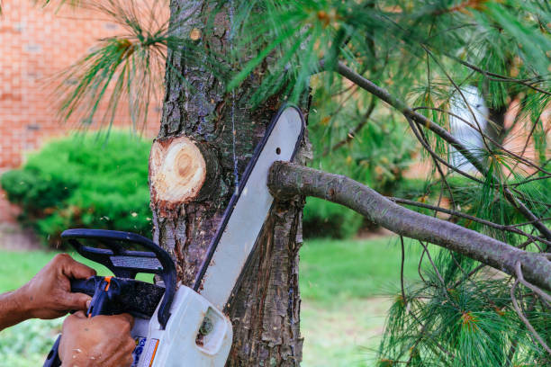 Best Tree Cabling and Bracing  in Great Neck Estates, NY